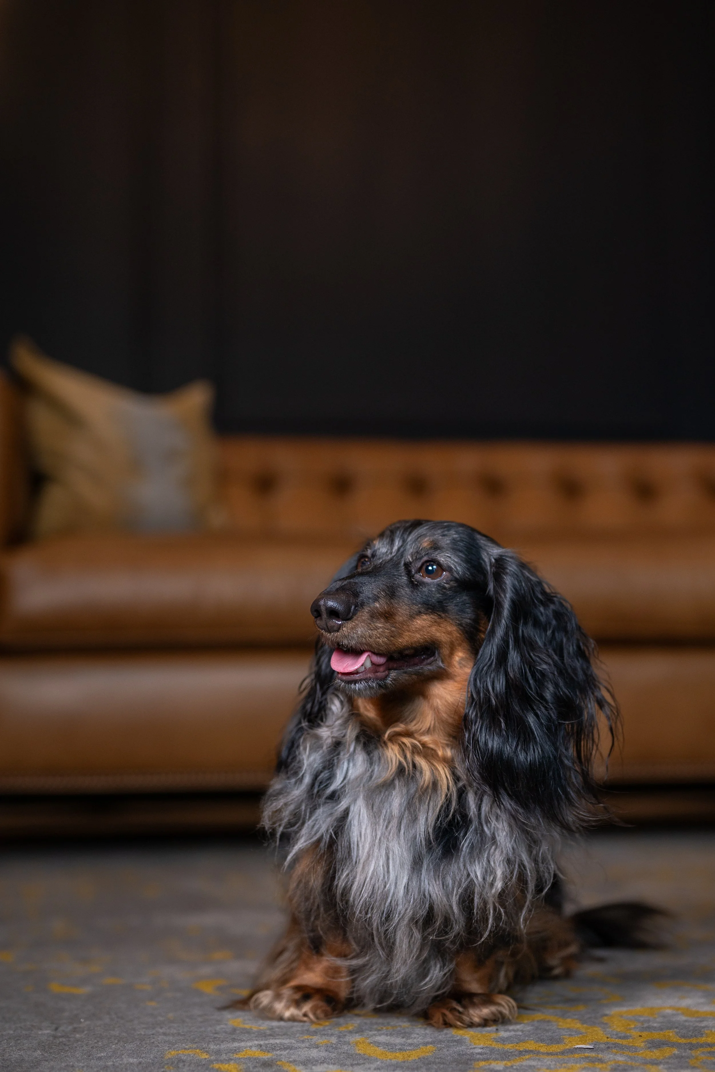 A long-haired dachshund sitting on a patterned rug in front of a leather sofa