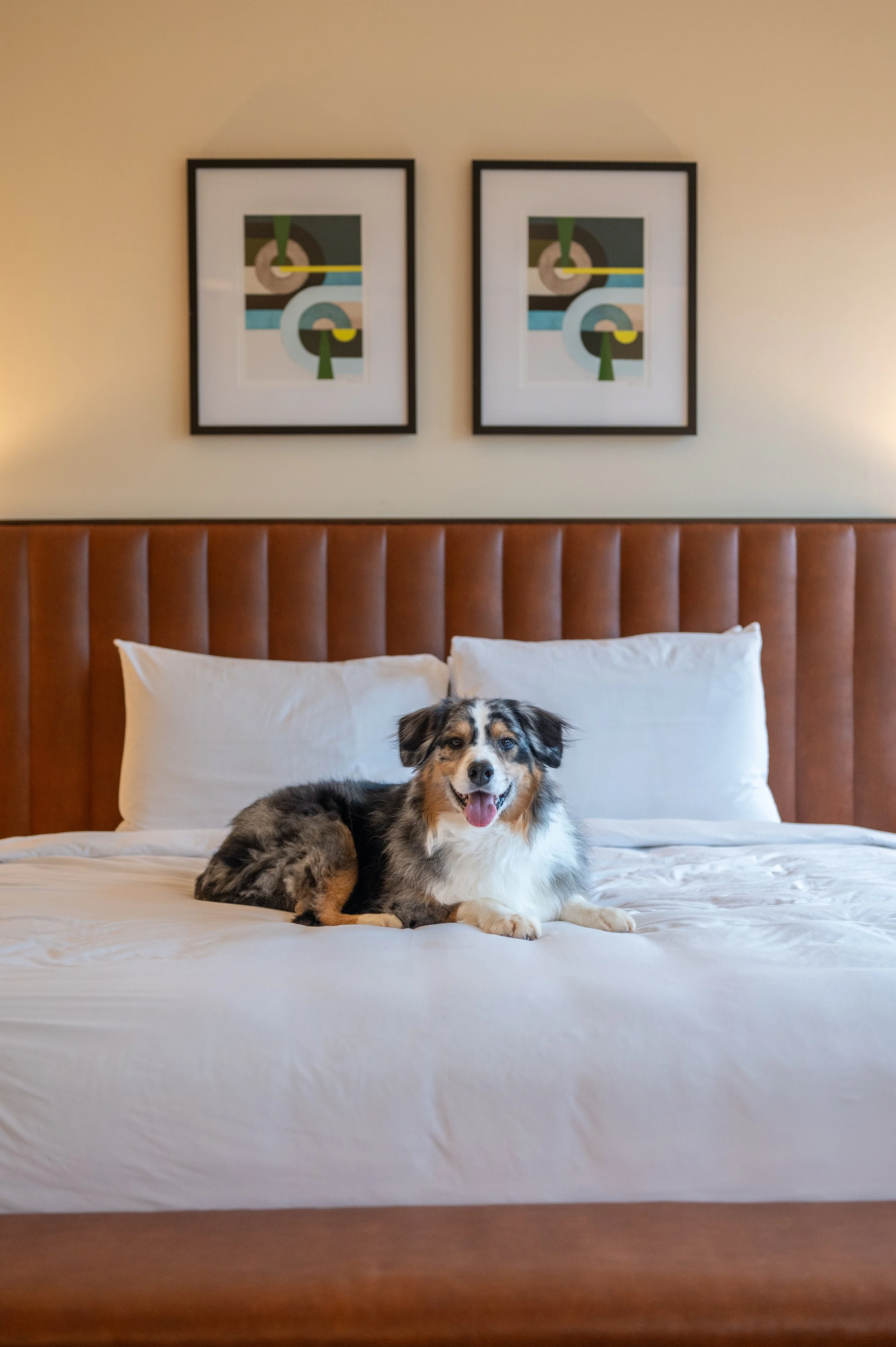 An Australian shepherd lying on a hotel bed between two framed prints