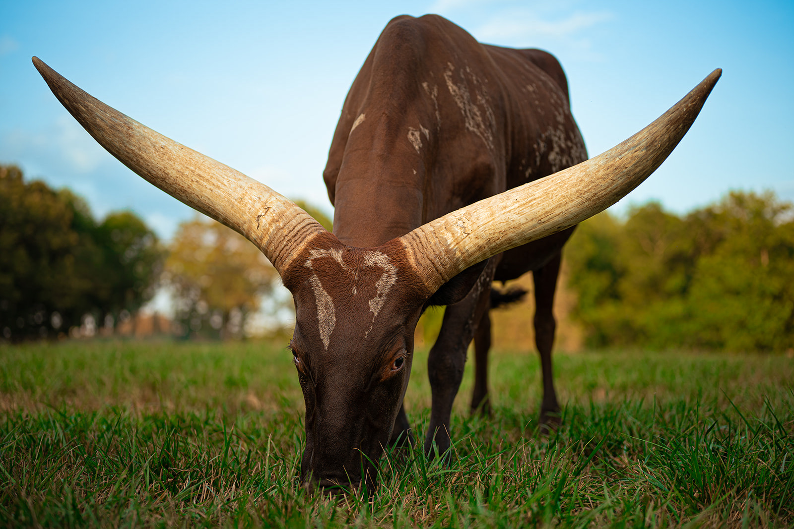 An Ankole-Watusi steer with wide sweeping horns grazing in an open pasture, photographed for a commercial client